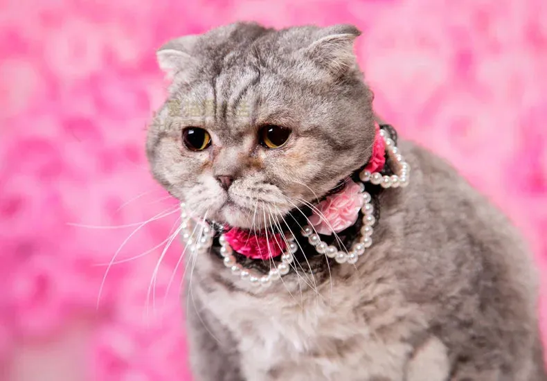 DIVA Pet Elegant Floral Collar - 3 Colors