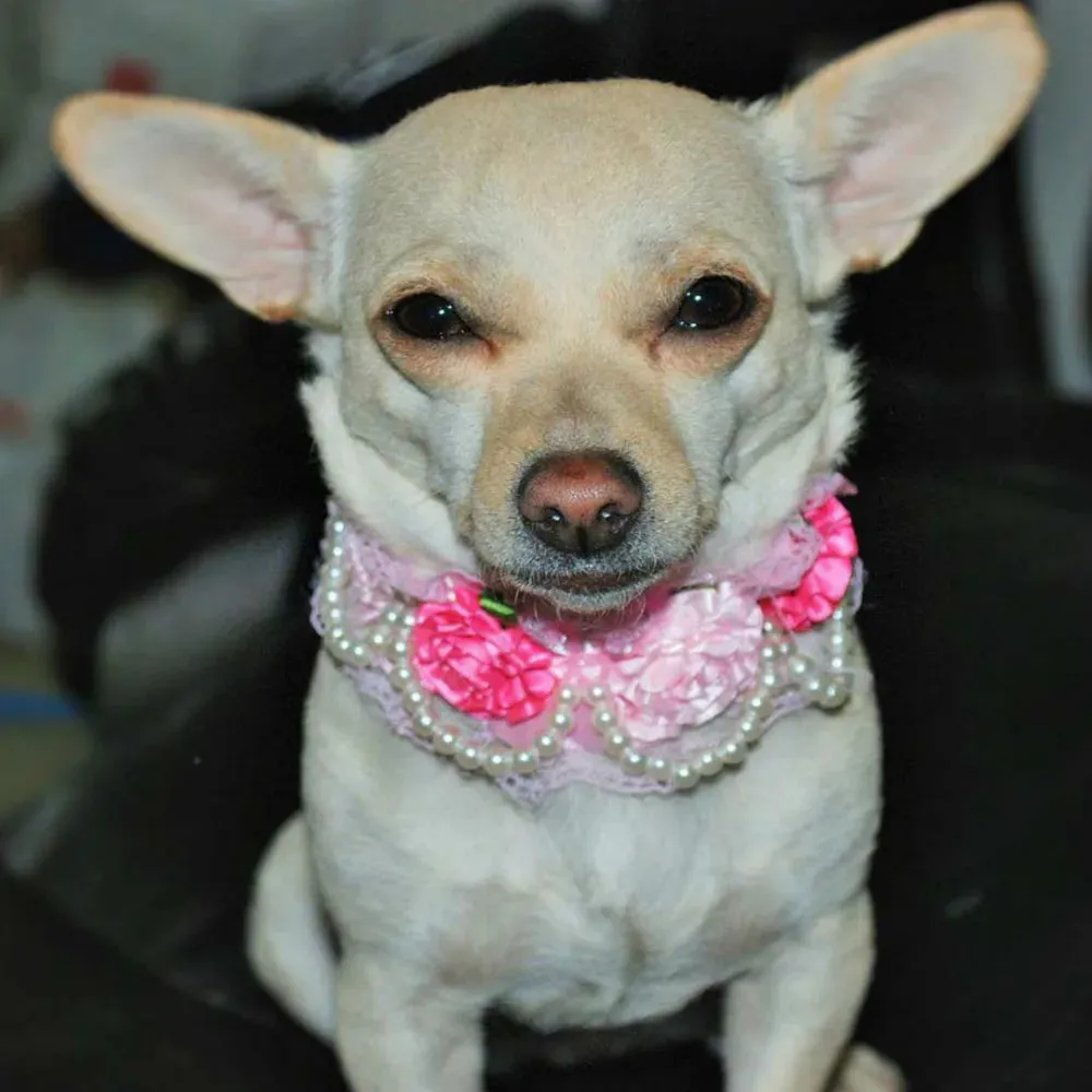 DIVA Pet Elegant Floral Collar - 3 Colors